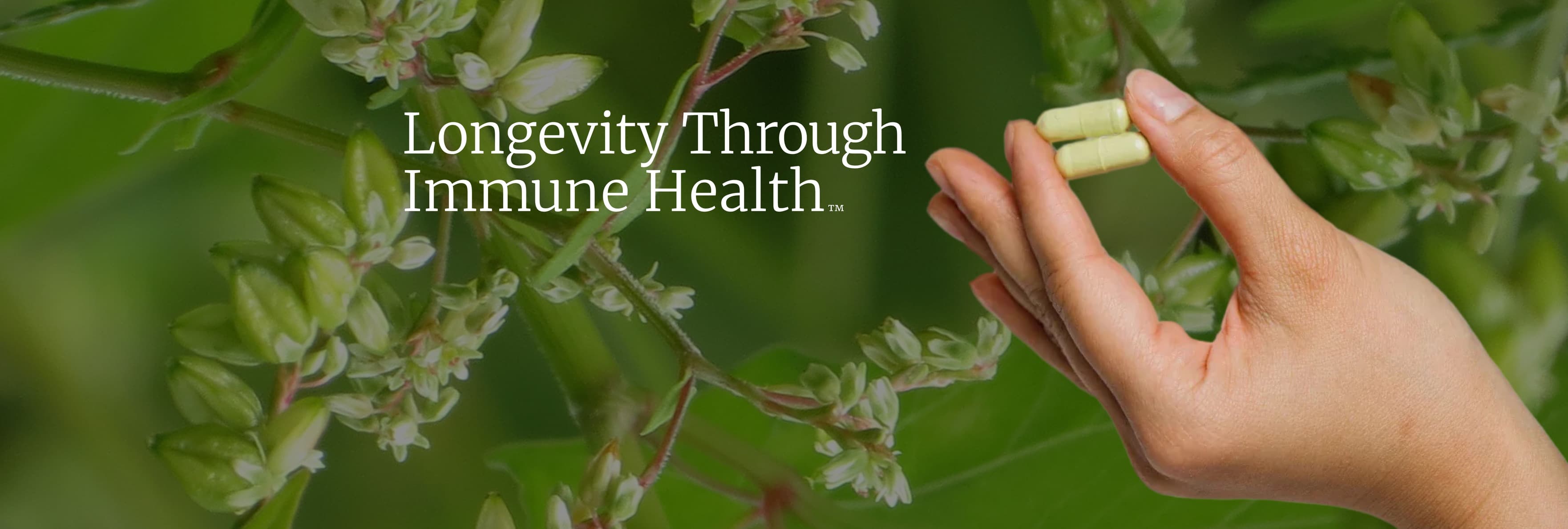 Big Bold Health Review: Can Ancient Mushrooms Support Modern Wellness?